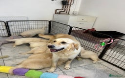 Golden Retriever dogs for sale: Wonderful happy golden retriever puppies  - Image 13