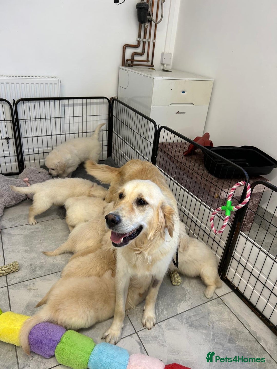 Golden Retriever dogs for sale: Wonderful happy golden retriever puppies  - Image 13