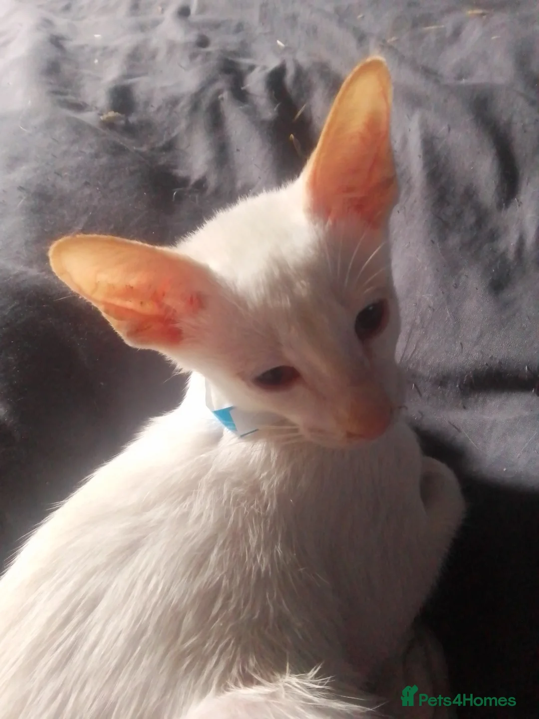 Siamese cats for sale: Siamese kittens - Advert 6