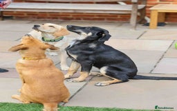 Mixed Breed dogs for adoption: Sweet Stella - reserved - Advert 15