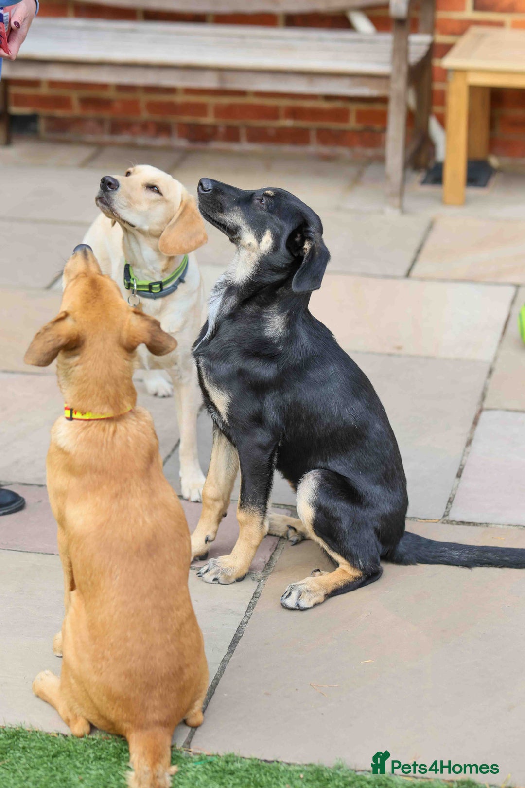 Mixed Breed dogs for adoption: Sweet Stella - reserved - Advert 15