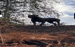 Cane Corso dogs for sale: 10 month Cane Corso - Image 3
