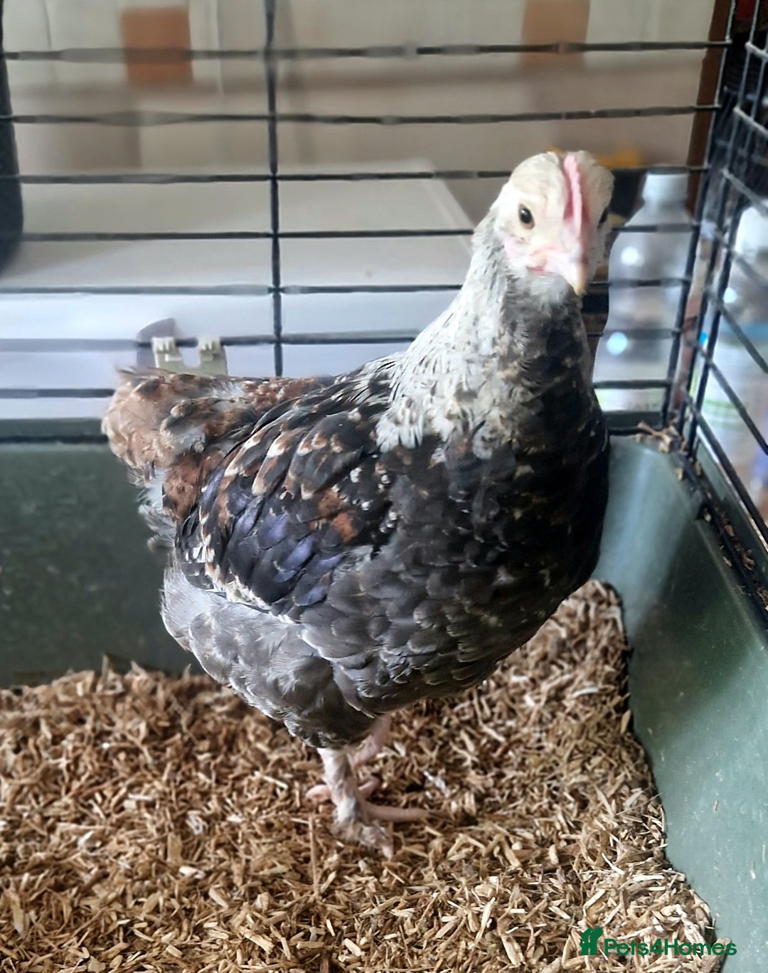 Chickens poultry for sale: Salmon Faverolle chicken - Image 1