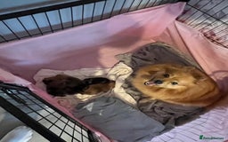 Pomeranian dogs for sale: Teddy Bear poms  - Advert 16