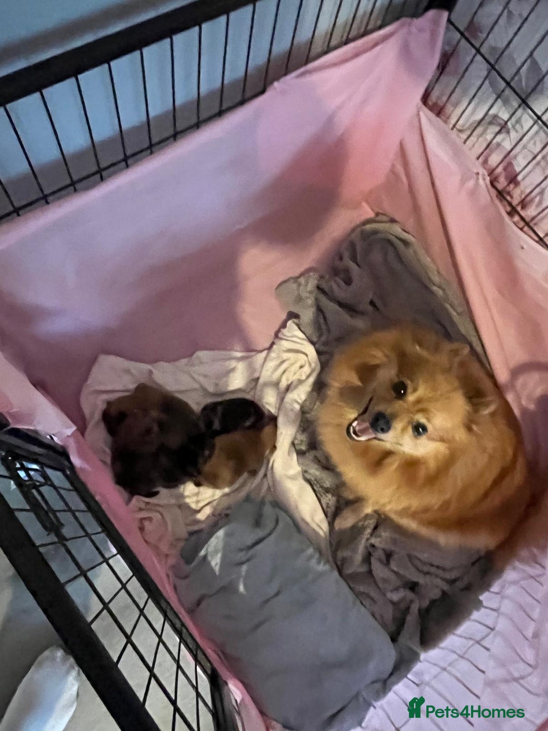 Pomeranian dogs for sale: Teddy Bear poms  - Advert 16