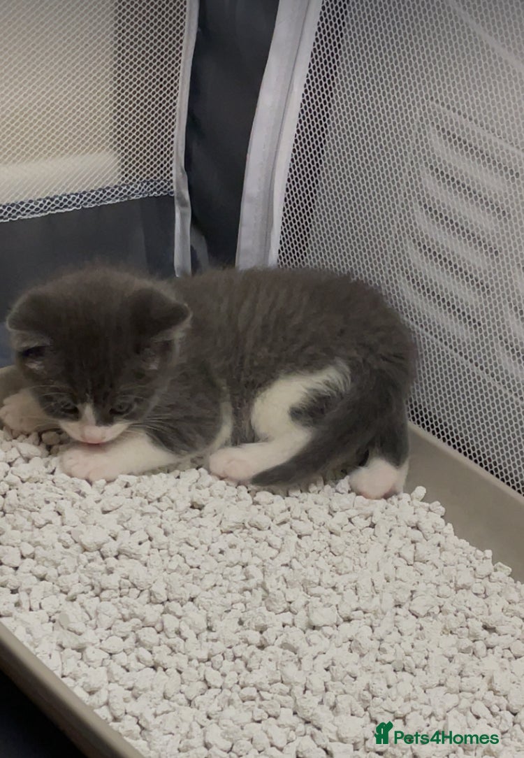 British Shorthair cats for sale: 2 male 1 female  in Chesterfield - Advert 9