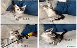 Maine Coon cats for sale: XXL  Ready Now TICA pure bread Maine Coon Kittens  - Image 5