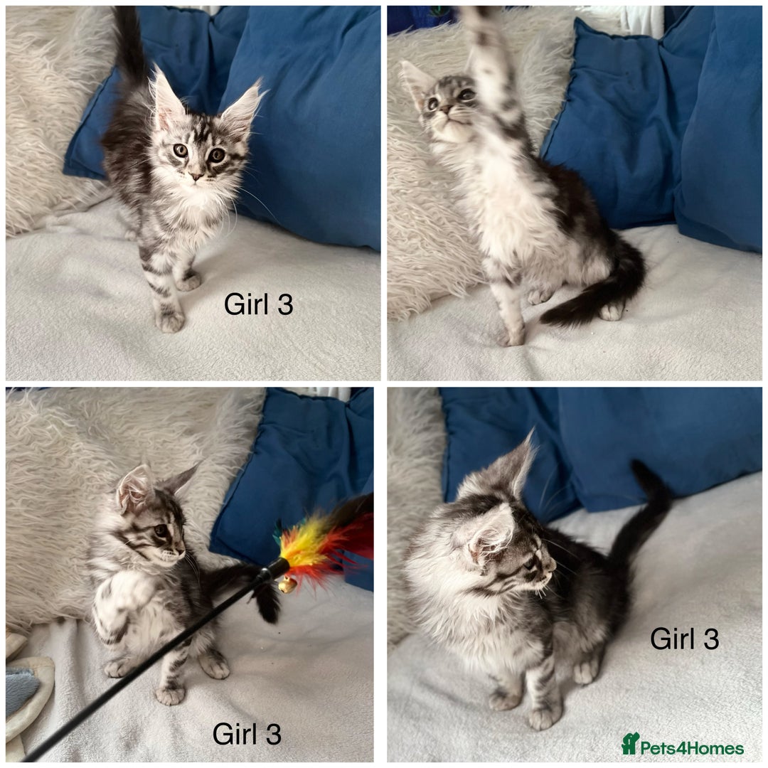 Maine Coon cats for sale: XXL  Ready Now TICA pure bread Maine Coon Kittens  - Image 5