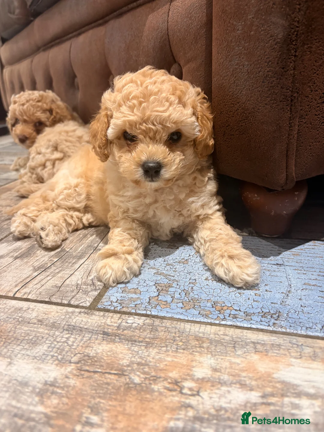 Cavapoo dogs for sale: 💙READY NOW💙  male cavapoo FHT  - Advert 2