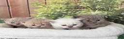 British Shorthair cats for sale: stunning british shorthair  - Advert 31