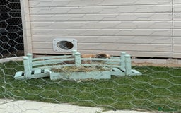 Mini Lop rabbits for sale: Autumn and freddo, bonded mini lops  - Image 11