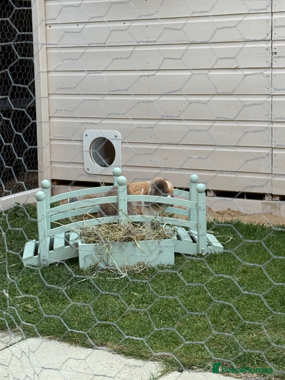 Mini Lop rabbits for sale: Autumn and freddo, bonded mini lops  - Image 11