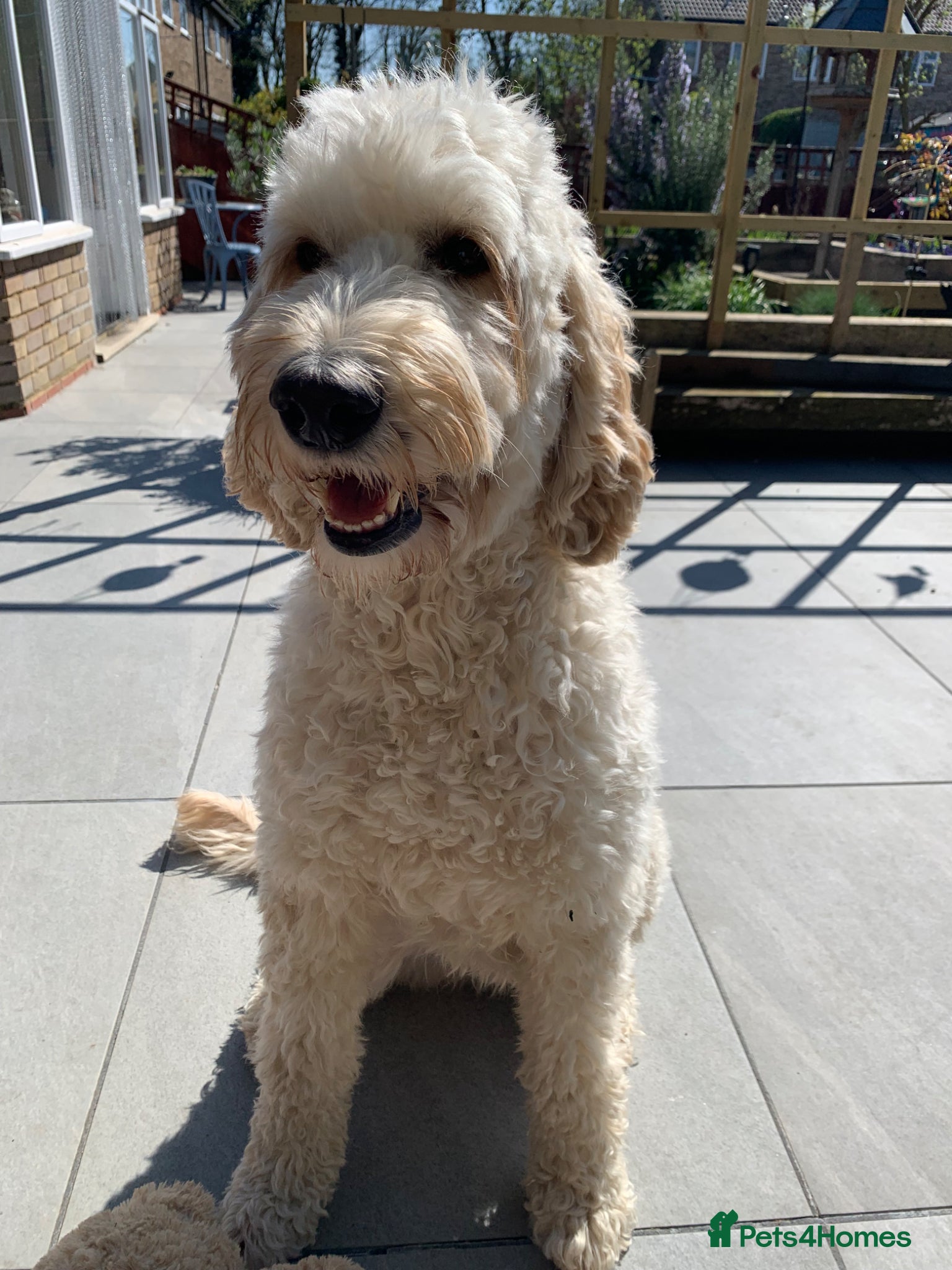 Mixed Breed dogs Multigeneration Cream/Apricot Double Doodles  - Advert 1