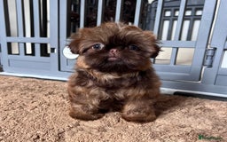 Shih Tzu dogs for sale: Stunning KC chocolate imperial Shihtzu puppies - Image 16