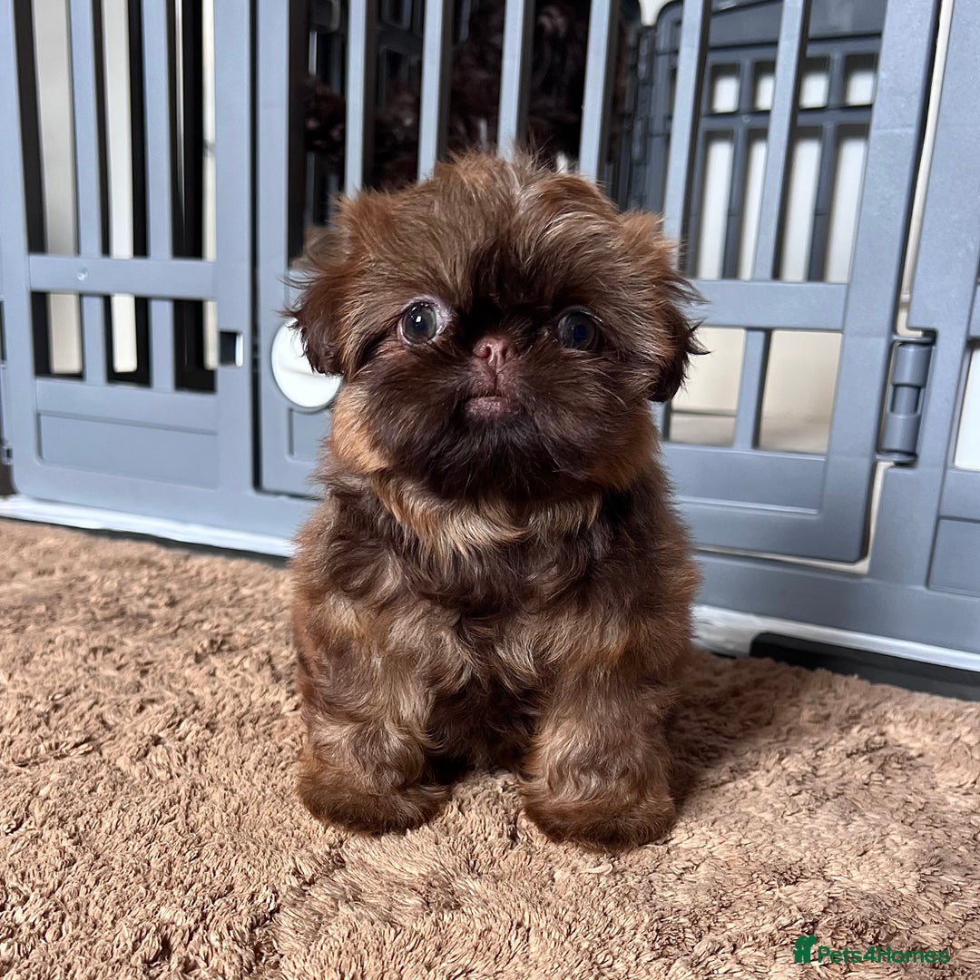 Shih Tzu dogs for sale: Stunning KC chocolate imperial Shihtzu puppies - Image 16