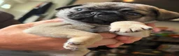 Pug dogs for sale: Pug puppy  - Advert 3