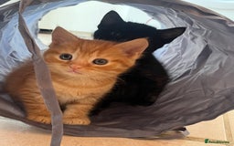 Mixed Breed cats for sale: Adorable mixed breed kittens  - Image 1