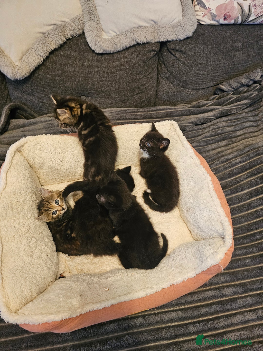 Mixed Breed cats for sale: Beautiful kittens - Advert 9