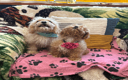Cavachon dogs for sale: Fluffball Cavapoos ready to go 💕 - Image 18