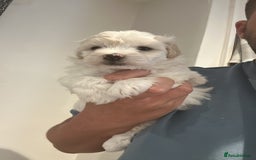Maltipoo dogs for sale: Very small Maltipoo  - Image 26