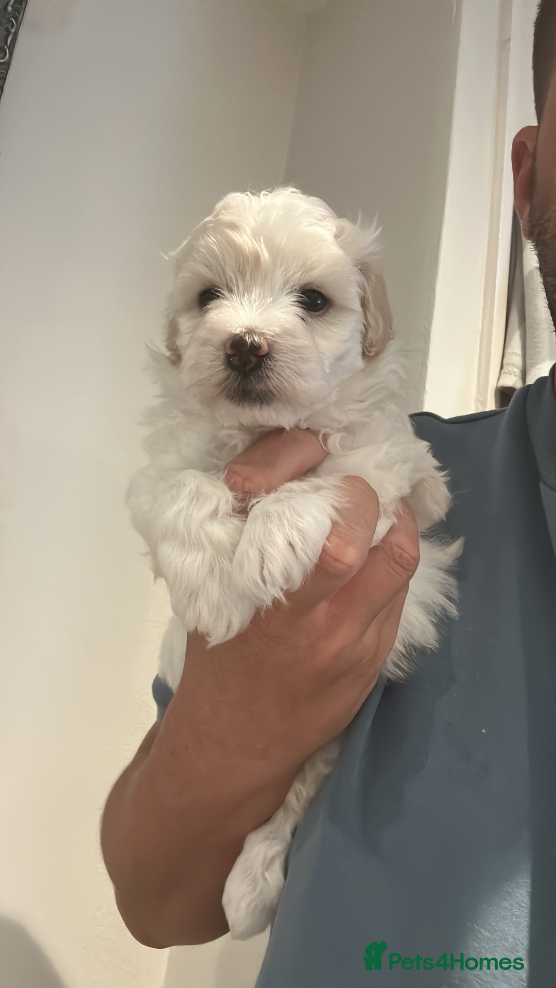 Maltipoo dogs for sale: Very small Maltipoo  - Image 26