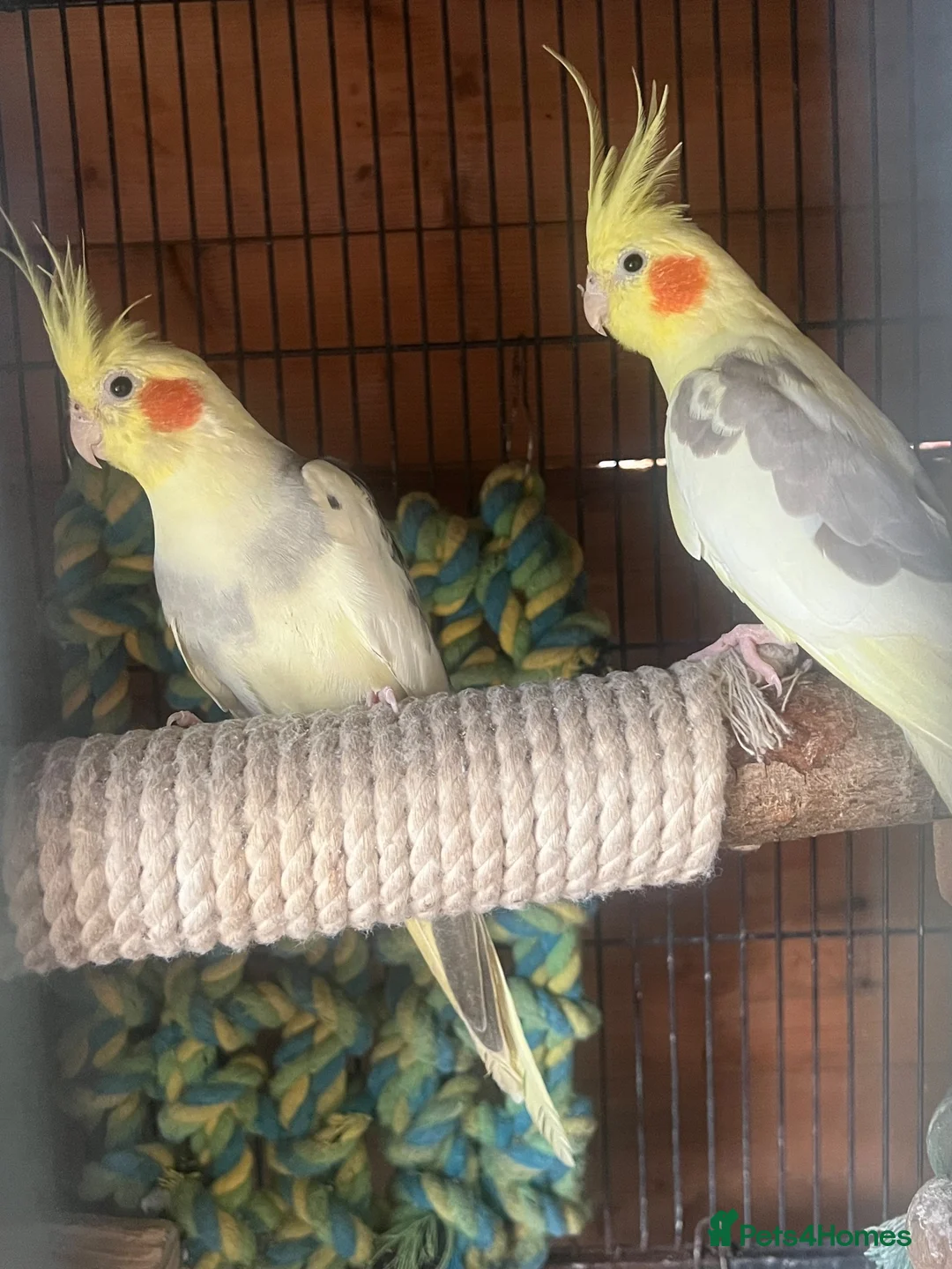 Cockatoo birds for sale: Mix birds in Newcastle upon Tyne - Advert 2