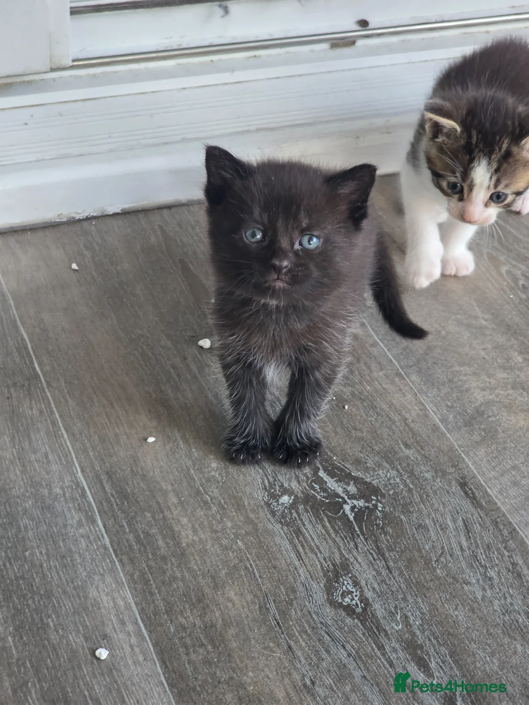 Mixed Breed cats for sale: 7 kittens, half maine coon - Advert 19