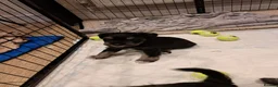 Miniature Schnauzer dogs for sale: BVA and MAC clear Beautiful Miniature schnauzers - Advert 8