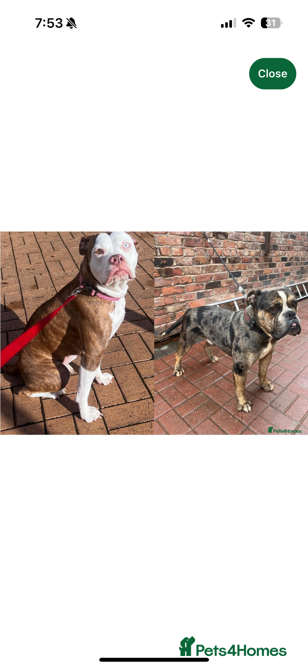 Alapaha Blue Blood Bulldog dogs for sale: Alapaha blue blood bulldog puppy’s  - Image 5