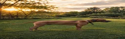 Rhodesian Ridgeback dogs for sale: Masterpiece Litter: South African & European Lines - Advert 6