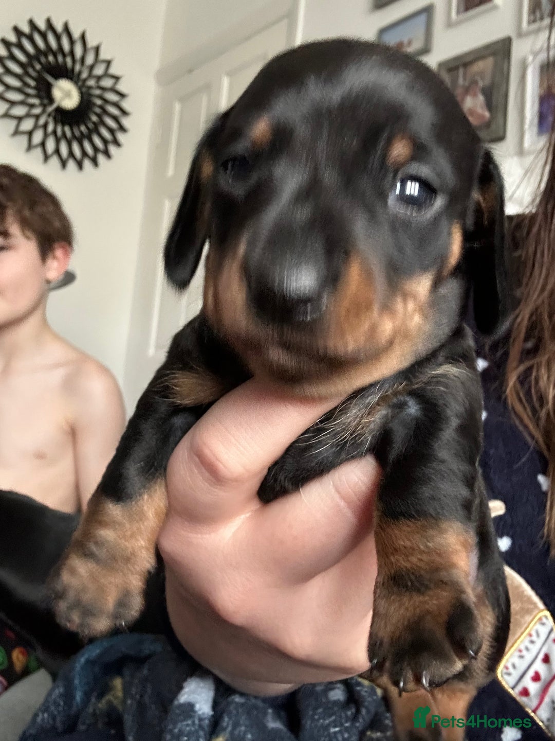Miniature Dachshund dogs for sale: Beautiful miniature doxies  - Advert 1