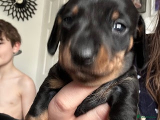 Miniature Dachshund dogs Beautiful miniature doxies - Advert 1