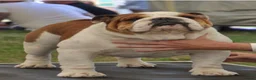 English Bulldog dogs for sale: Excellent Pedigree KC Reg British Bulldog Puppies  - Advert 14