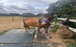 Irish Cob horses for sale: Buddy - Image 11