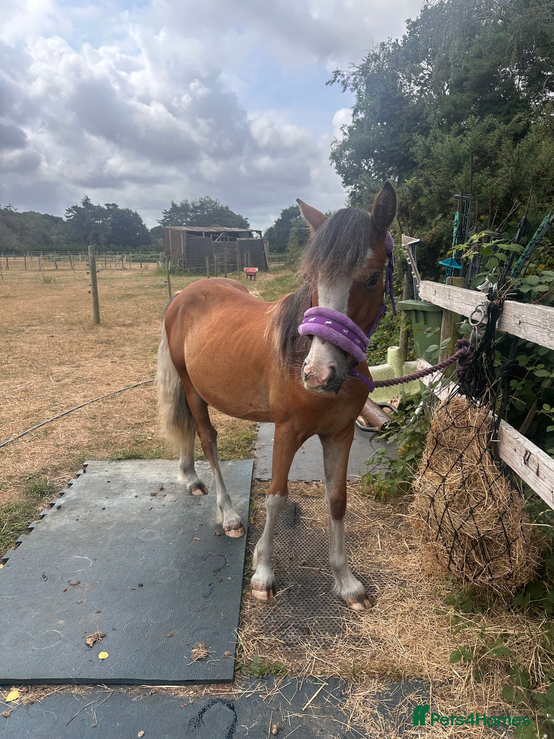 Irish Cob horses for sale: Buddy - Image 11