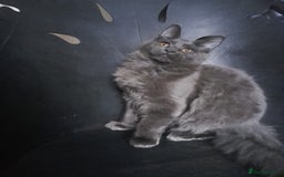 Maine Coon cats for sale: TICA 3 pedigree 3 girls 1 boy blue smoke/tabby - Image 6
