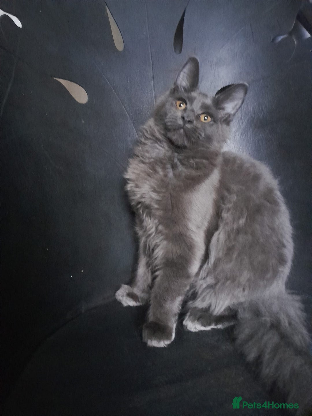 Maine Coon cats for sale: TICA 3 pedigree 3 girls 1 boy blue smoke/tabby - Image 6