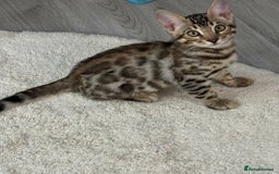 Bengal cats for sale: Bengal Kitten 1 - 🌟Pedigree bengal kittens🌟 - Image 1