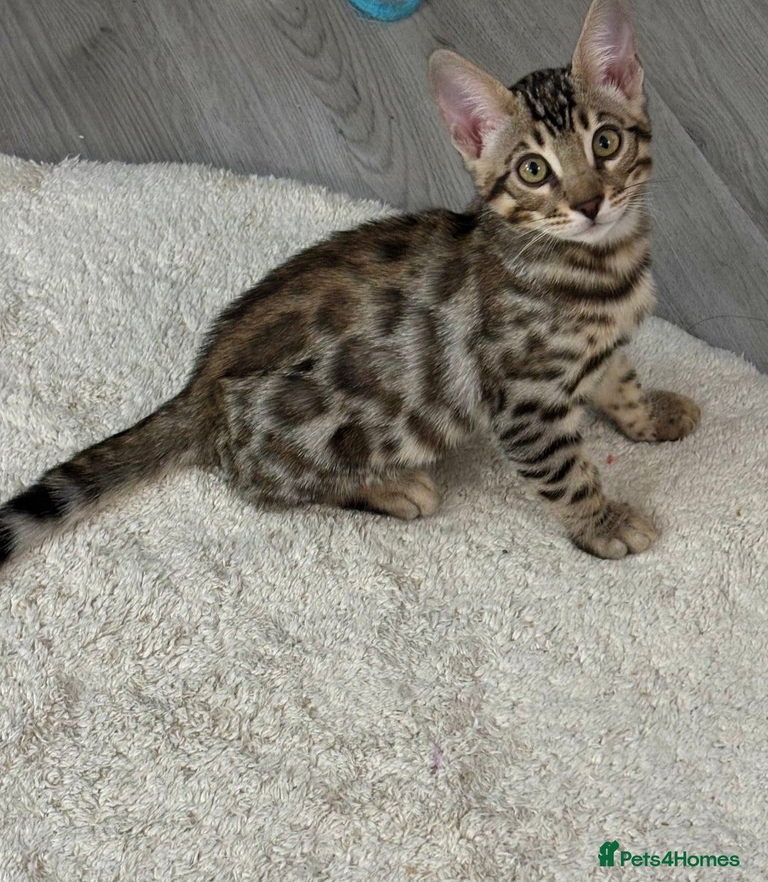 Bengal cats for sale: Bengal Kitten 1 - 🌟Pedigree bengal kittens🌟 - Image 1