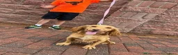 Cockapoo dogs for sale: F1 cockatoo puppies - Advert 2