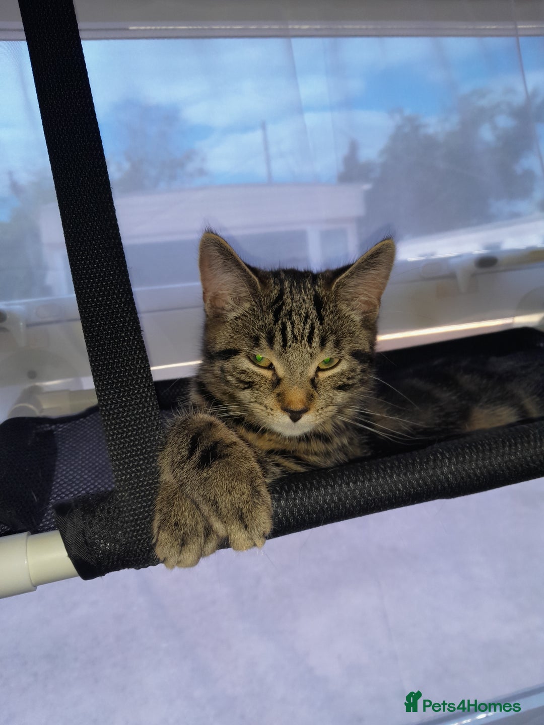 European cats for sale: Beautiful kitten looking for home - Image 3
