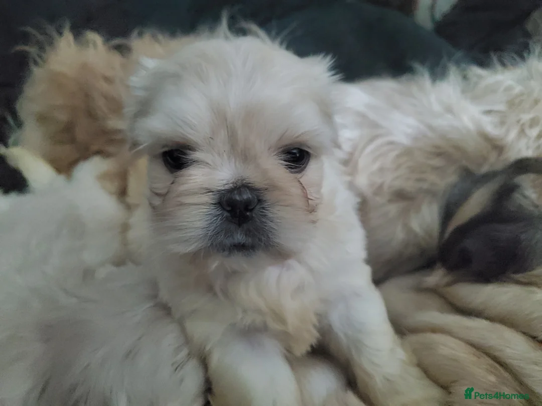 Mixed Breed dogs for sale: Shih tzu cross Pug puppies - Advert 27