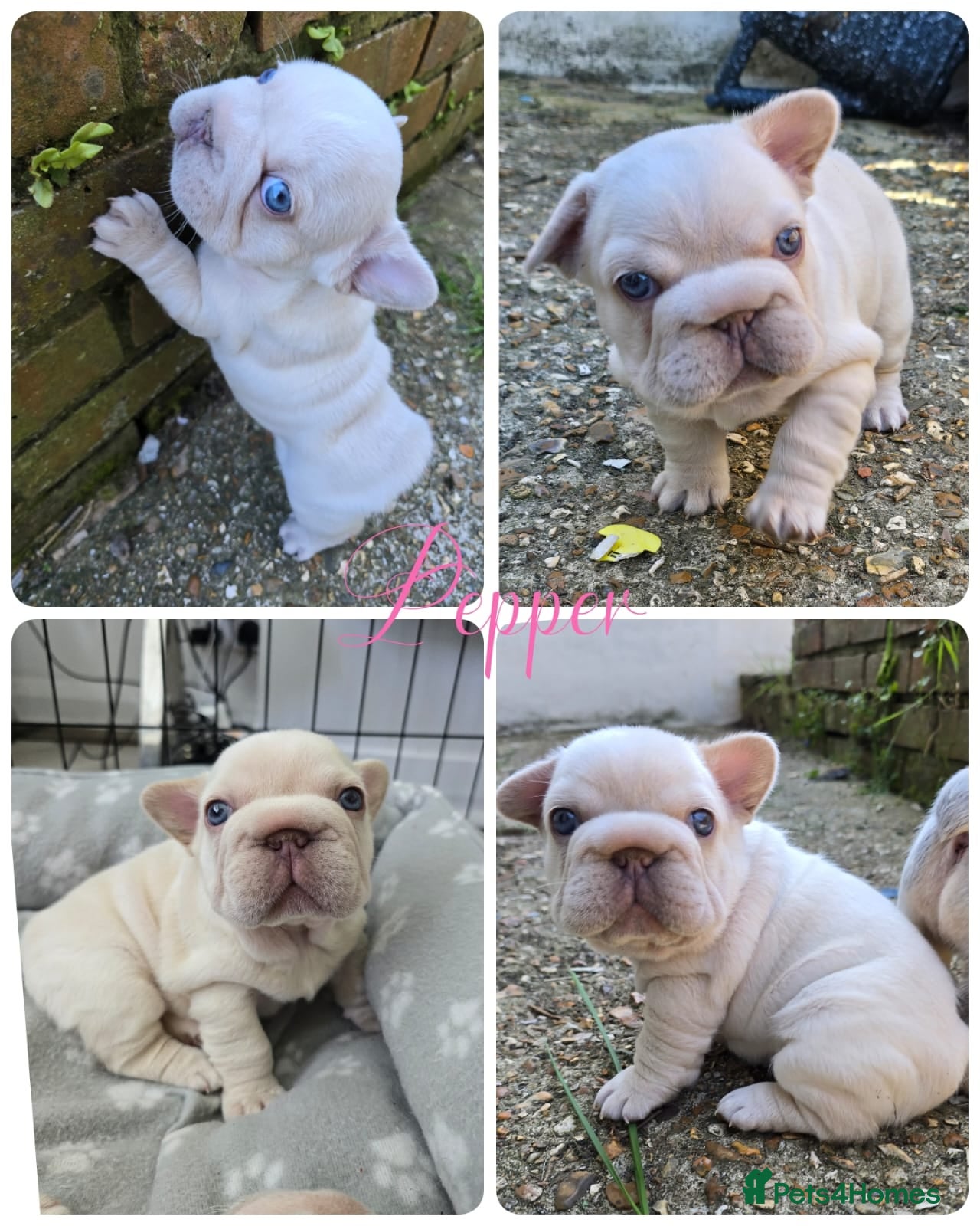 French Bulldog dogs Last 3 girls left out of a litter of 8 Frenchies  - Advert 3