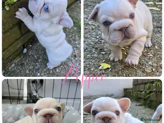 French Bulldog dogs Last 3 girls left out of a litter of 8 Frenchies - Advert 3