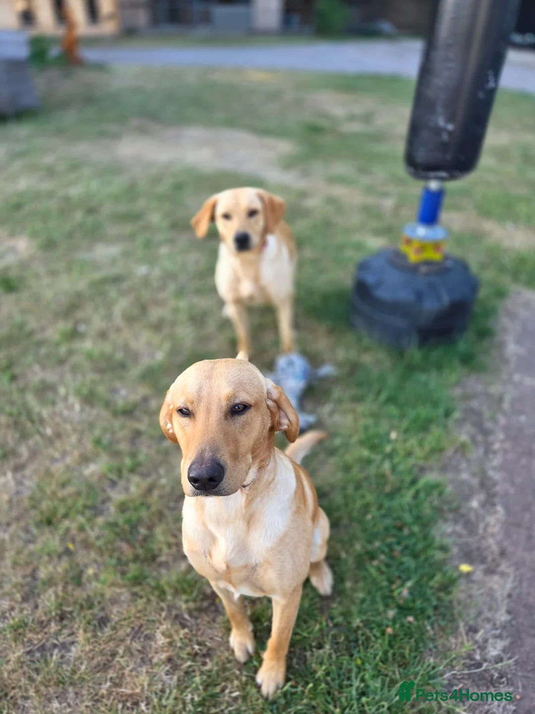 Labrador Retriever dogs for sale: Two male labradors in Spalding - Advert 1