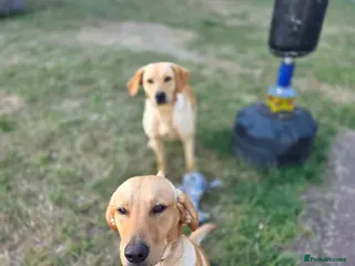 Labrador Retriever dogs Two male labradors in Spalding - Advert 11
