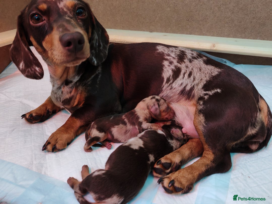 Miniature Dachshund dogs for sale: MINIATURE DACHSHUND FOR SALE  - Image 5