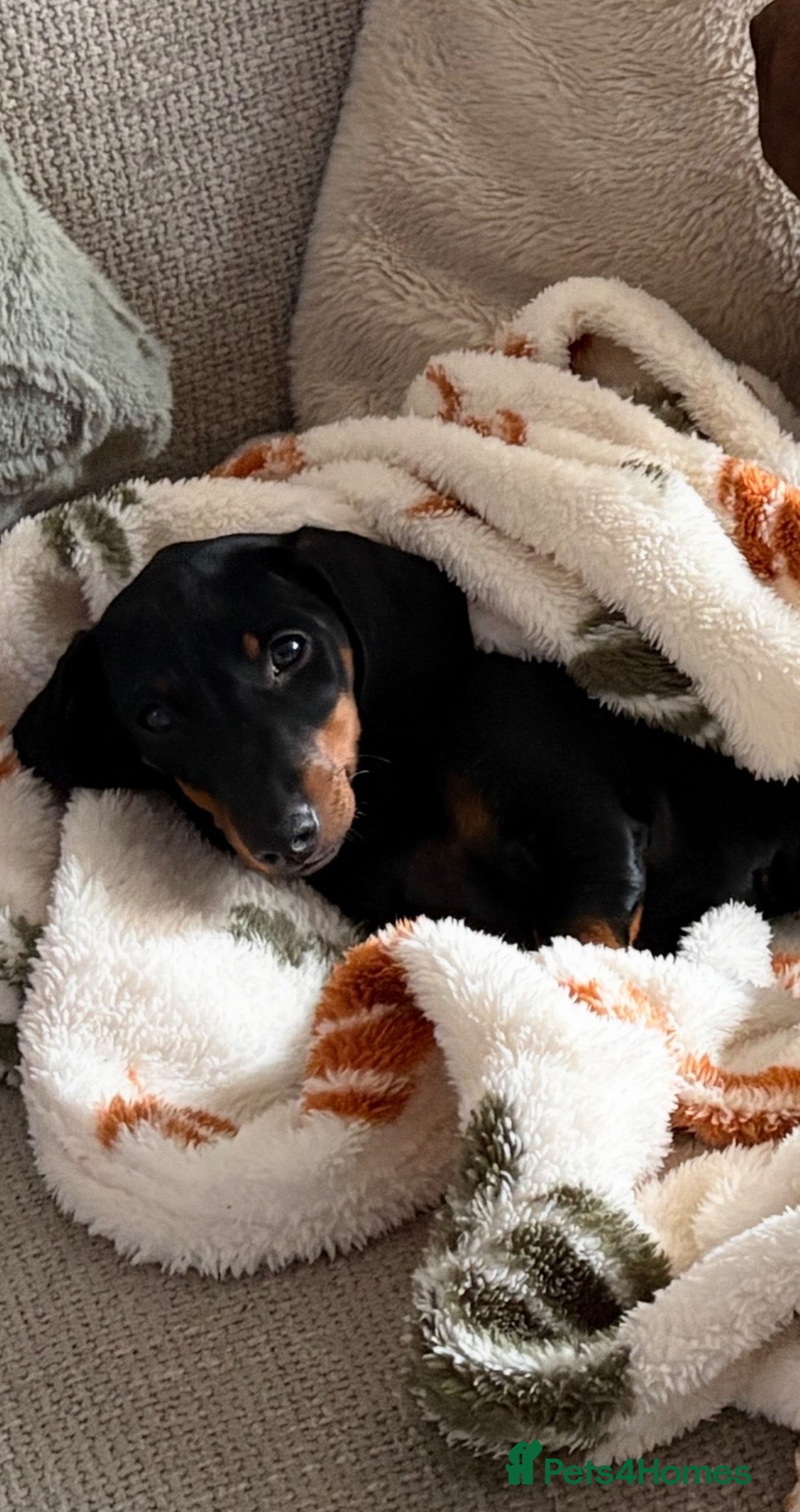 Dachshund dogs Black and Tan girl for sale  - Advert 2