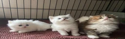 Munchkin cats for sale: 7 weeks old Full Pedigree Munchkin Kittens - Advert 12