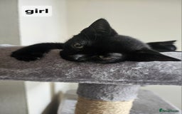 British Shorthair cats for sale: Kittens for sale  - Image 2
